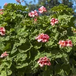 Prinos Appartement *